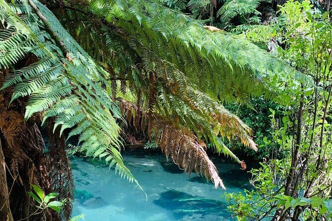 Hobbiton Movie Set & Blue Springs: Private Tour from Auckland - The Sum Up