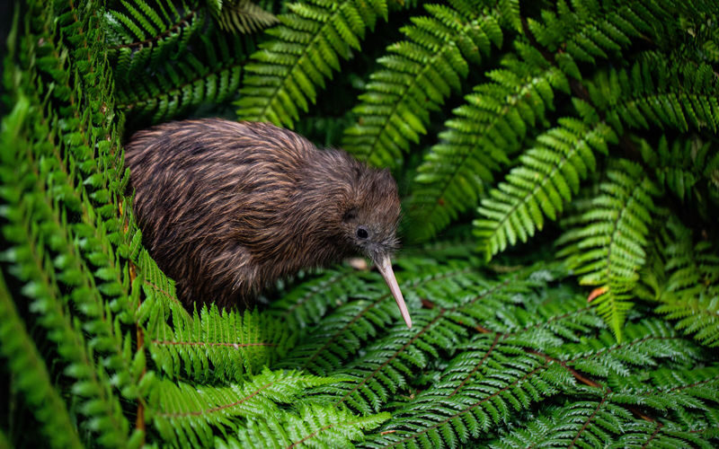 Hobbiton Movie Set, Waitomo Caves & Kiwi House Small Group Tour - The guide can shape a long day