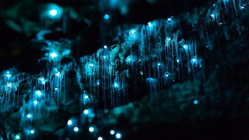 Hobbiton Movie Set & Waitomo Glow Worm Caves Tour - A long day from Auckland, with two very different rewards