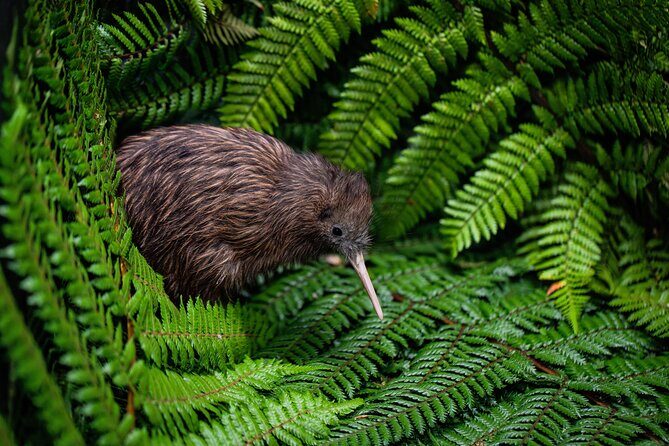 Hobbiton, Waitomo Caves and Kiwi House Day Tour From Auckland - Exploring the Highlights: A Deep Dive into the Tour