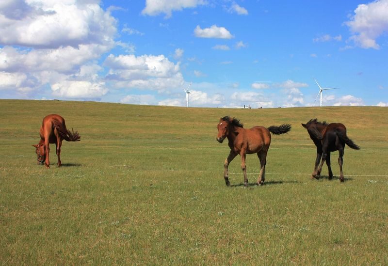 Hohhot Huitengxile Grassland & Ulan Hada Volcano Day Tour - The long road to Ulan Hada
