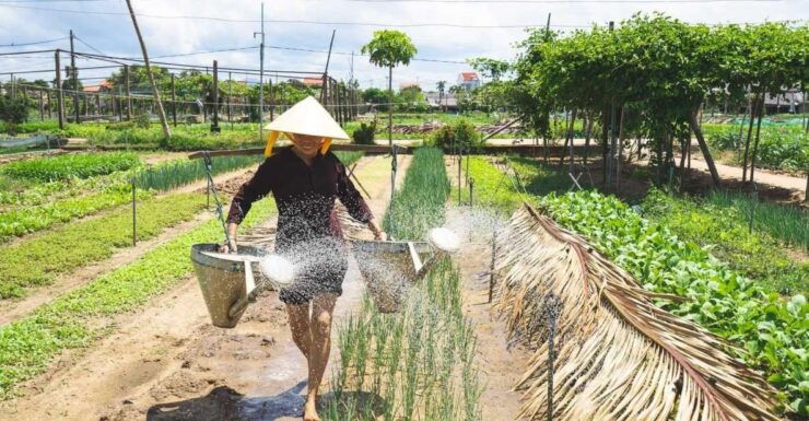 Hoi An: Authentic Cooking Class in Organic Herb Village - Activity Details