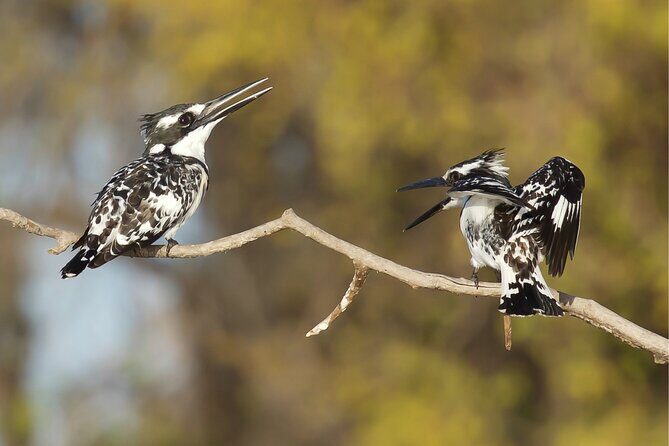 Hoi An Birding Cruise - A Complete Look at the Hoi An Birding Cruise Experience