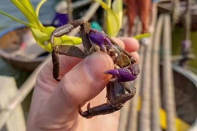 Hoi an Buffaloes Riding & Basket Boat Tour With Lunch - Inclusions