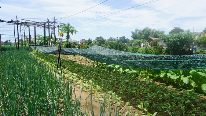 Hoi an Cooking Class - Traditional Vietnamese Lunch