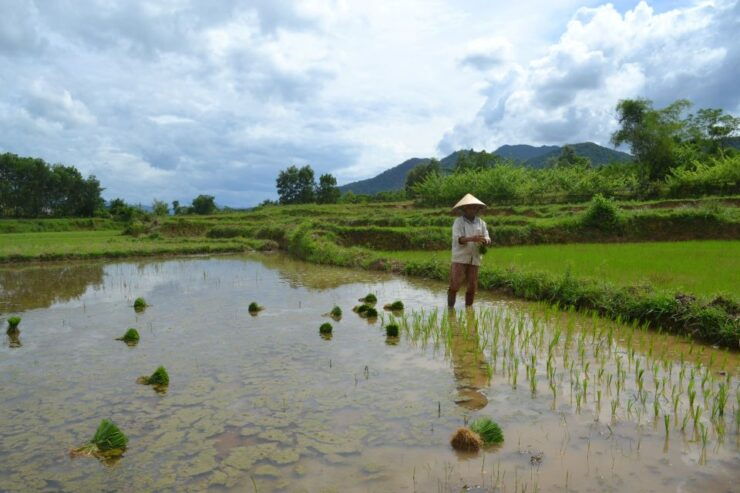Hoi An Countryside Bicycle Tour : 25 Km Real Vietnam - Tour Information