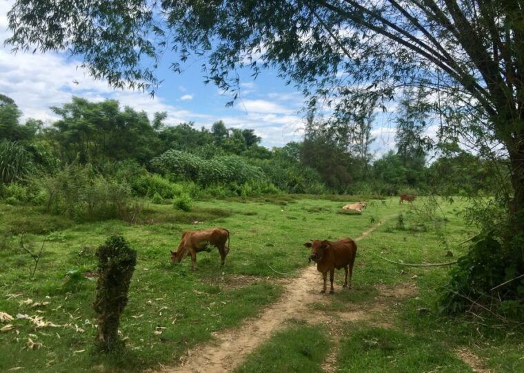 Hoi An: Countryside Bike Tour to Kim Bong Village - Cultural Activities and Experiences