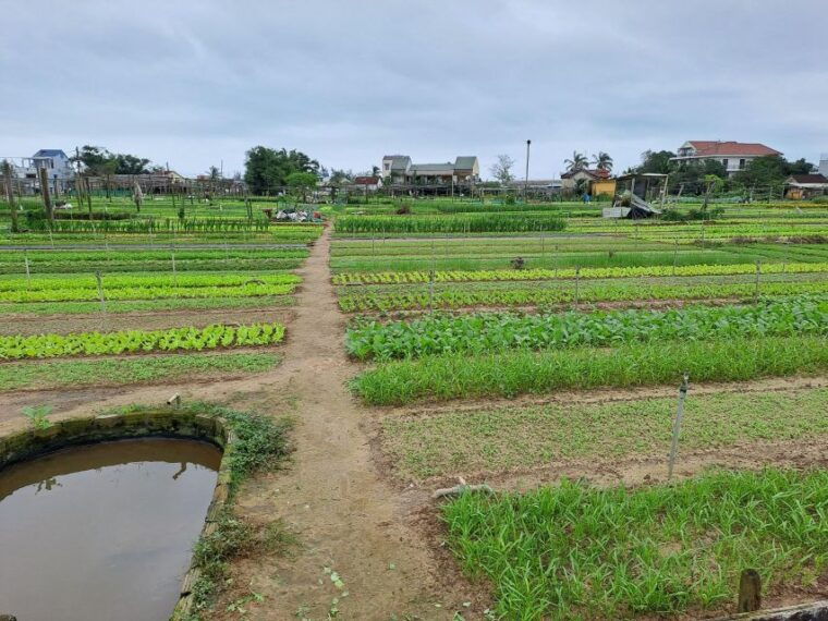 Hoi an Countryside: Biking, Basket Boat, Herb Gardens, Rice - Basket Boat Experience