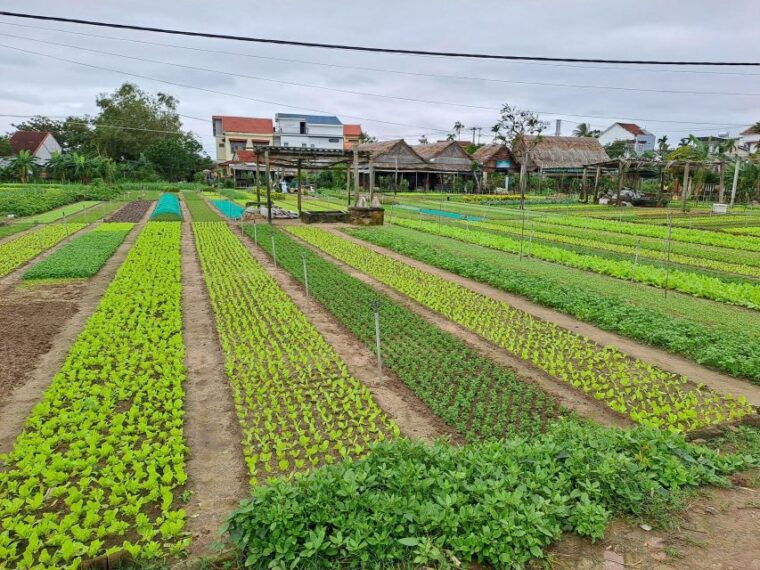 Hoi an Countryside: Biking, Basket Boat, Herb Gardens, Rice - Visiting Tra Que Vegetable Village