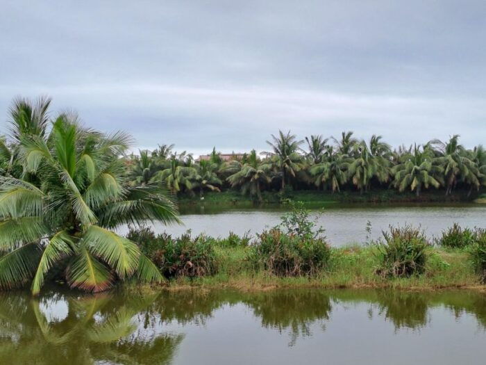 Hoi an Countryside: Biking, Basket Boat, Herb Gardens, Rice - Optional Buffalo Ride