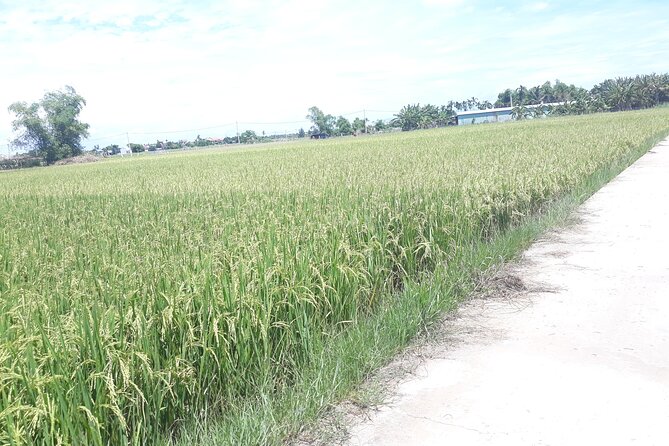 Hoi an Countryside by USA Jeep Ride - Scenic Countryside Routes