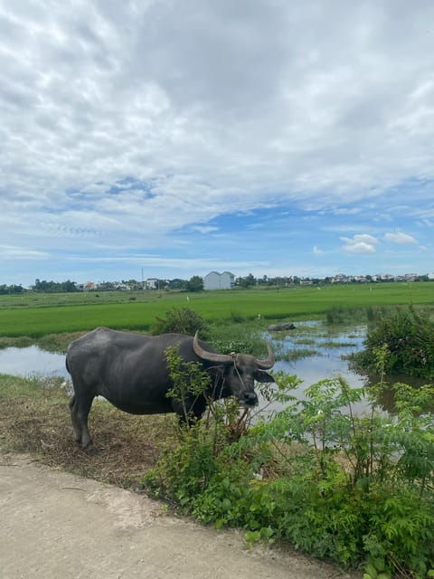 Hoi An: Countryside Discovery Private Tour - Good To Know
