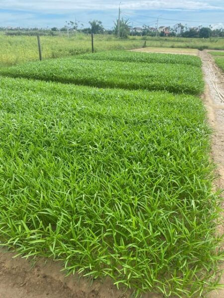 Hoi An: Countryside Discovery Private Tour - Important Safety Information