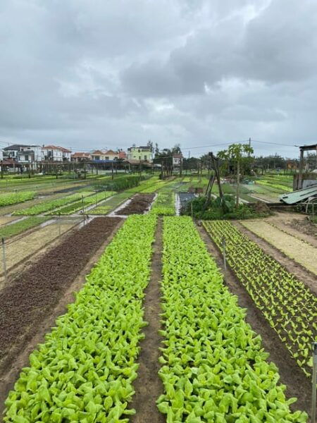 Hoi An: Countryside Discovery Private Tour - Booking Information and Policies