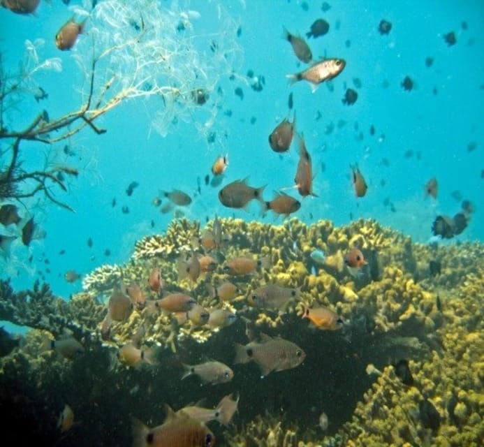 Hoi An/Da Nang: Cham Island Daily Tour With Snorkeling - Good To Know