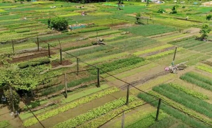 Hoi An: Evening Cooking Class in Tra Que Herbs Village - Activity Details