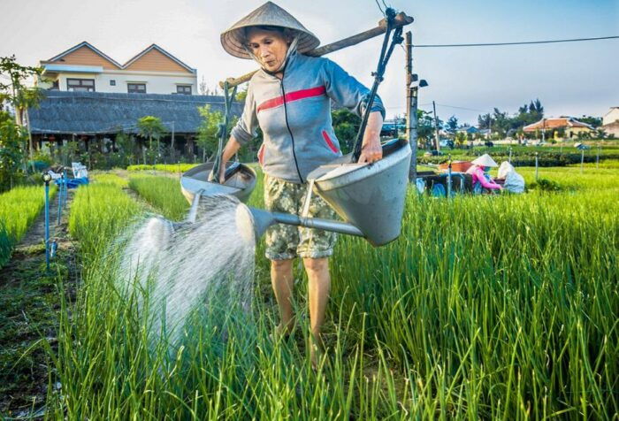 Hoi An: Half-day Biking Through Hoi An’s Culinary Delights - Returning to the City Center