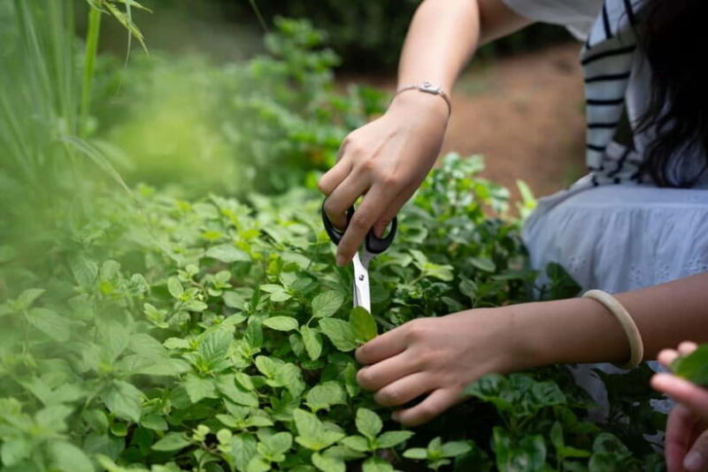 Hoi An Hidden Gem: Vietnamese Coffee Making x Local Herbal - FAQ