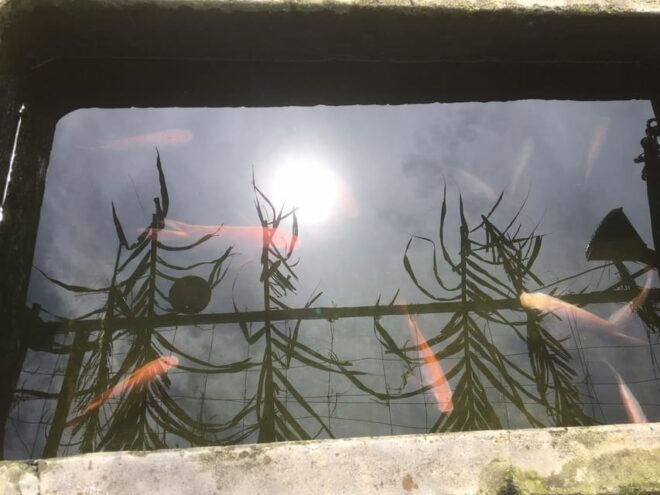 Hoi An: Kim Bong Carpentry Village and Water Coconut Tour - Important Information for Travelers