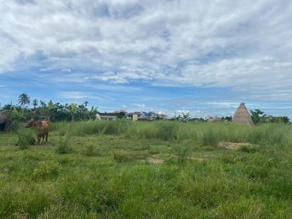 Hoi An: Kim Bong Carpentry Village and Water Coconut Tour - Tips for a Great Experience