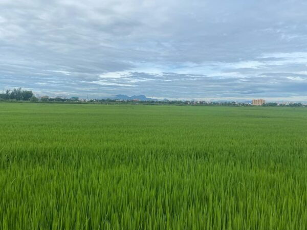 Hoi An: Kim Bong Carpentry Village and Water Coconut Tour - Exploring Hoi Ans Culture