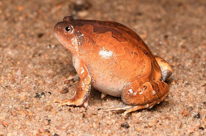 Hoi An Night Herping Tour Snakes Vipers and Wildlife - FAQs