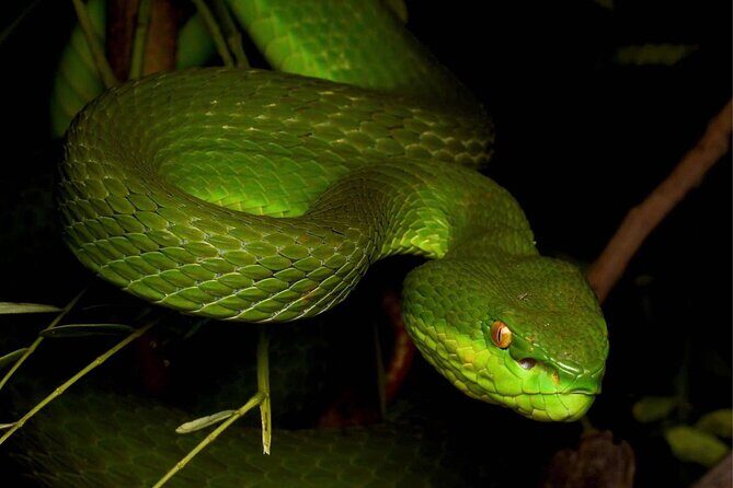 Hoi An Night Herping Tour Snakes Vipers and Wildlife - Hoi An Night Herping Tour Snakes, Vipers, and Wildlife — A Complete Guide
