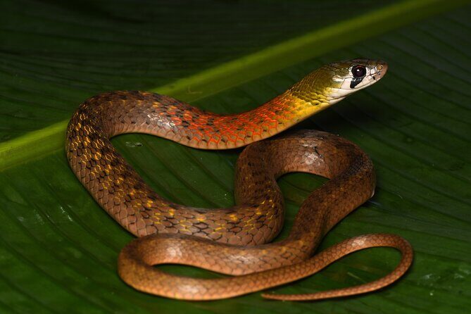 Hoi An Night Herping Tour Snakes Vipers and Wildlife - Good To Know