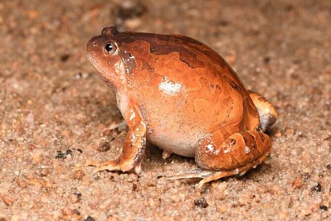 Hoi An Night Herping Tour Snakes Vipers and Wildlife - Final Thoughts: Is This Tour Worth It?