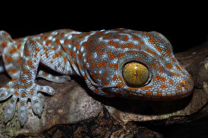 Hoi An Night Herping Tour Snakes Vipers and Wildlife - FAQs