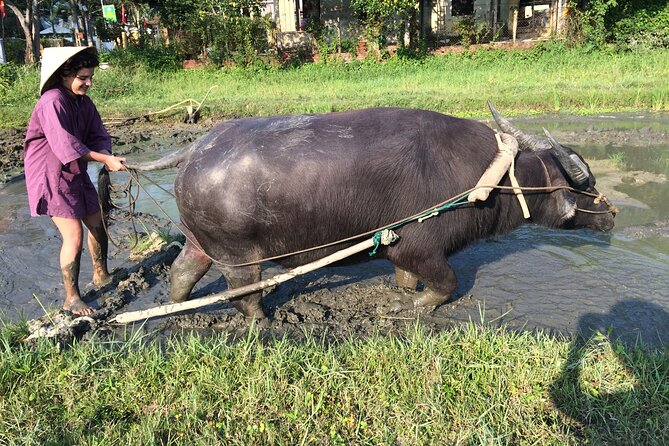 Hoi an Rice Farm Tour and Buffalo Riding With Local Home Meal - Dive Into Local Farming Traditions