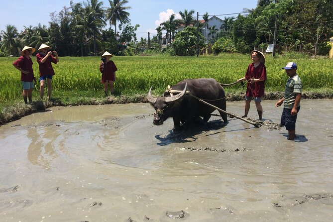 Hoi an Rice Farm Tour and Buffalo Riding With Local Home Meal - The Sum Up