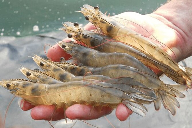 Hoi an Shrimp Farm Exploration & Coconut Forest With Wild Animals - Common Questions