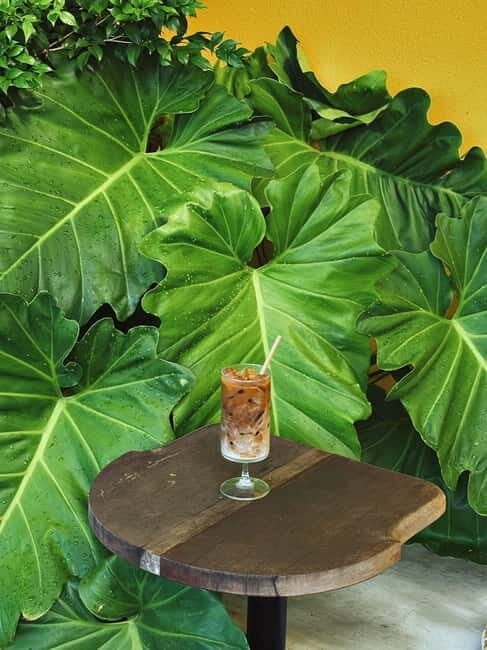 Hoi An: Trà Qu Village Cafe Tour with Local Guided - Real Guest Perspectives and Insights