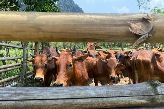 Hoi An Vespa Tour: Explore Countryside Food, Culture & Local Life - FAQ