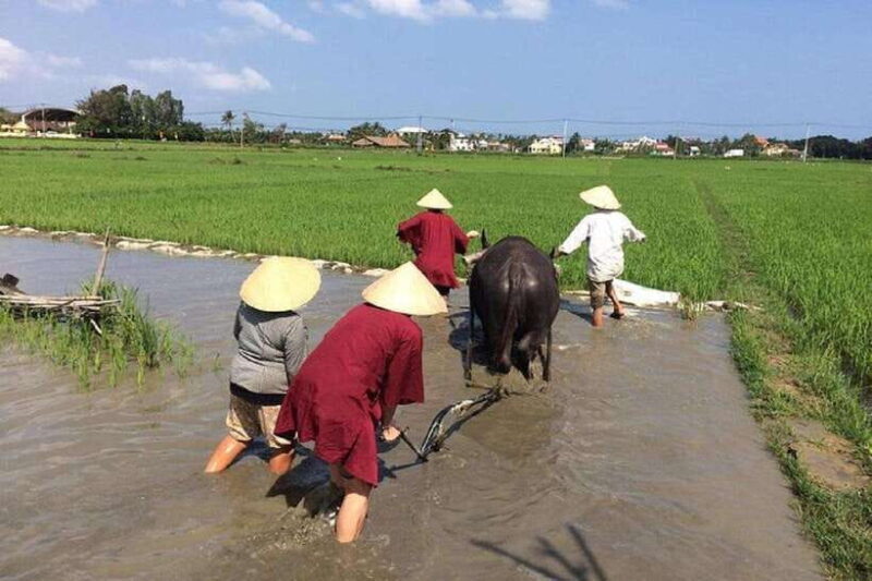 Hoi An Wet Rice Farming Tour-Basket Boat Tour Fishing-Lunch - Detailed Experience Breakdown