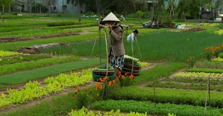 HOIAN: LANTERN MAKING–FARMER AT TRA QUE SMALL GROUP - Itinerary Highlights
