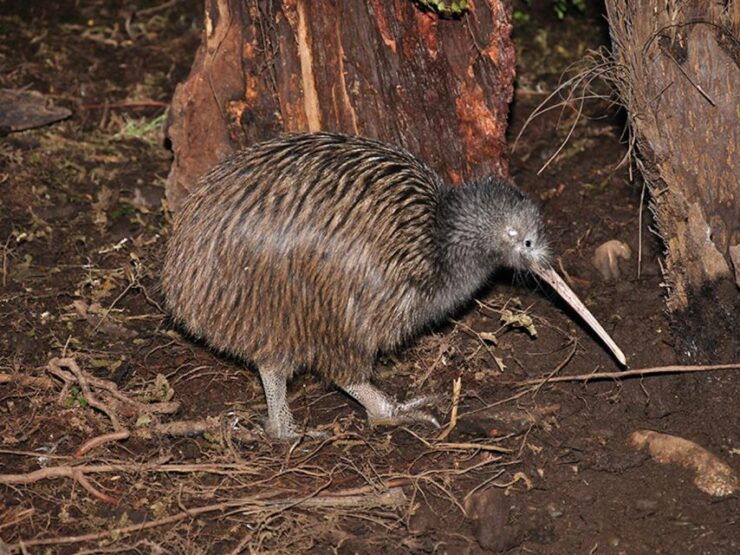 Hokitika: The National Kiwi Centre Tickets - Ticket Details Overview