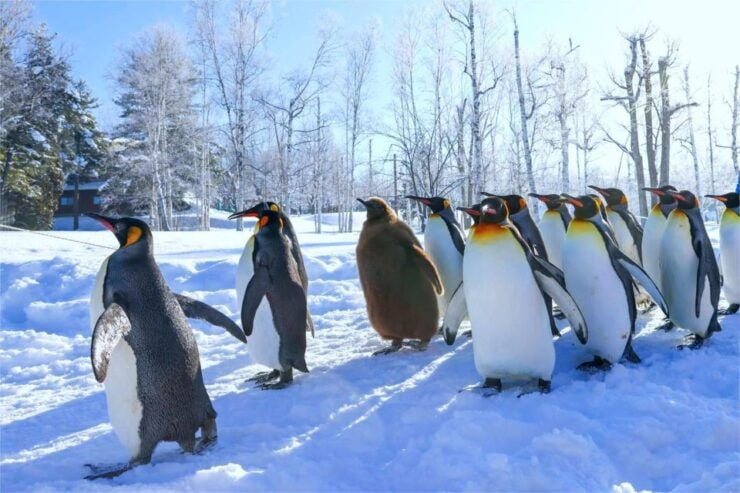 Hokkaido 1 Day Tour: Asahiyama Zoo and Ningle Terrace - General Information and Highlights