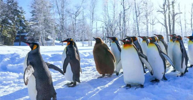 Hokkaido 1 Day Tour: Asahiyama Zoo and Ningle Terrace - Penguin Walks: A Special Winter Event