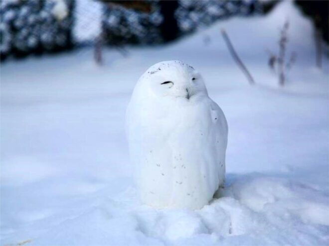 Hokkaido 1 Day Tour: Asahiyama Zoo and Ningle Terrace - Handcrafted Goods at Ningle Terrace