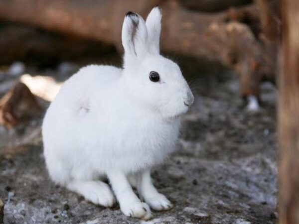 Hokkaido 1 Day Tour: Asahiyama Zoo and Ningle Terrace - Inclusions and Additional Details