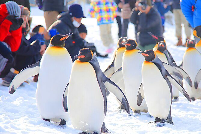 Hokkaido 1 Day Tour to Asahiyama Zoo, Blue Pond and Fairy Terrace - Value and Considerations