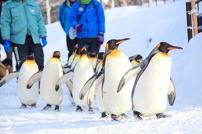 Hokkaido 1 Day Tour to Asahiyama Zoo, Blue Pond and Fairy Terrace - Hokkaido 1 Day Tour to Asahiyama Zoo, Blue Pond, and Fairy Terrace