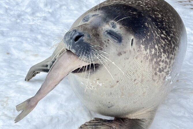 Hokkaido 1 Day Tour to Asahiyama Zoo, Blue Pond and Fairy Terrace - An In-Depth Look at the Tour