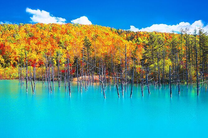 Hokkaido 1 Day Tour to Asahiyama Zoo, Blue Pond and Fairy Terrace - Final Thoughts