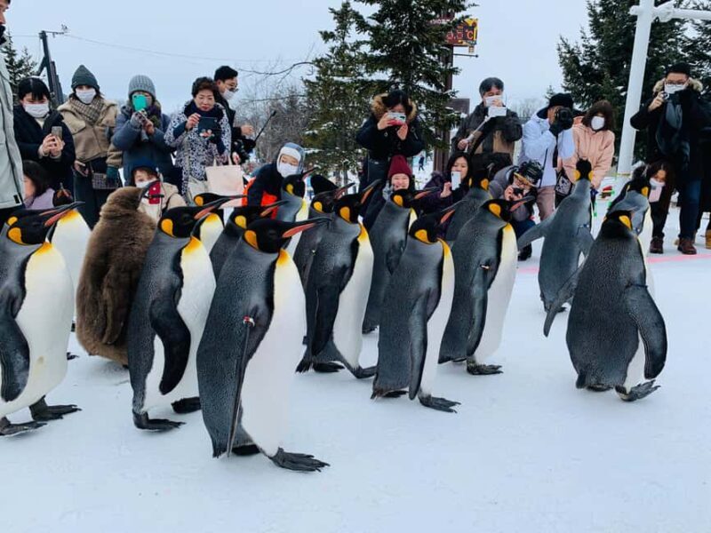 Hokkaido-2 Day Tour to Icebreaker Mombetsu and Asahiyama Zoo - Final thoughts