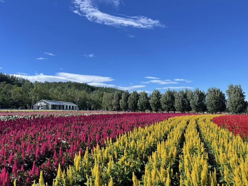 Hokkaido Asahikawa Furano Seasonal One-Day Tour: Shikisai-no-Oka Flower Viewing/Winter Asahiyama Zoo/Biei Blue Pond & Ningle Terrace Illumination - Farm Tomita: flowers, lavender treats and souvenirs