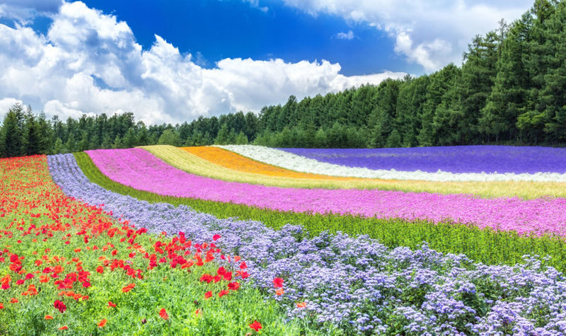 Hokkaido Asahikawa Furano Seasonal One-Day Tour: Shikisai-no-Oka Flower Viewing/Winter Asahiyama Zoo/Biei Blue Pond & Ningle Terrace Illumination - Shirahige Falls: groundwater spilling from the rocks
