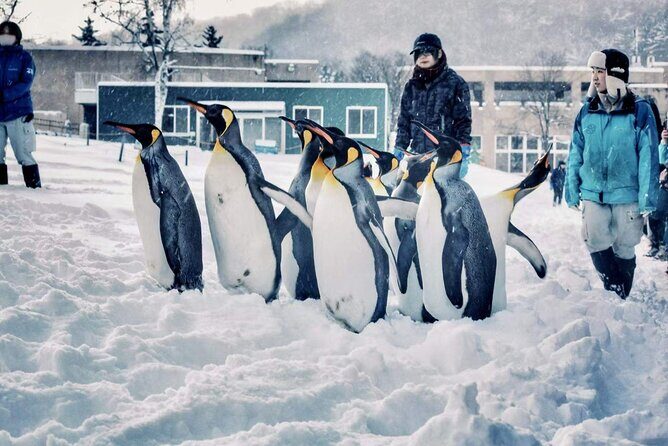 Hokkaido, Asahikawa Zoo Classic Day Tour With Optional Snomobile - The Sum Up